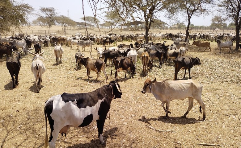 Animal Welfare Organisation