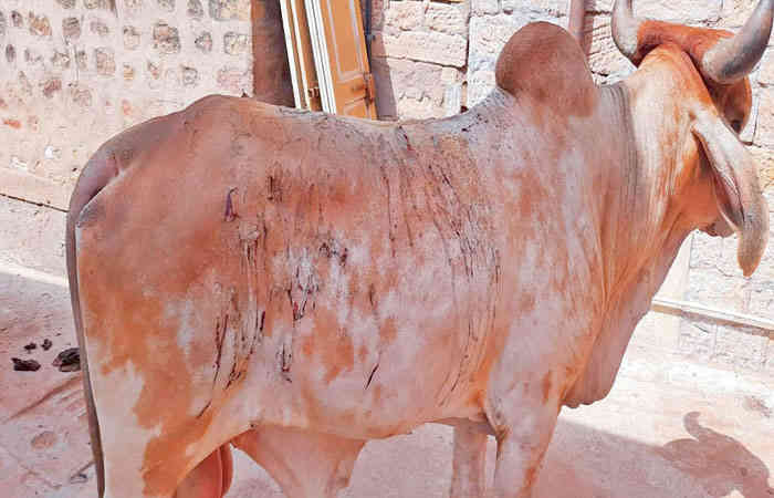 ACID ATTACK ON COW