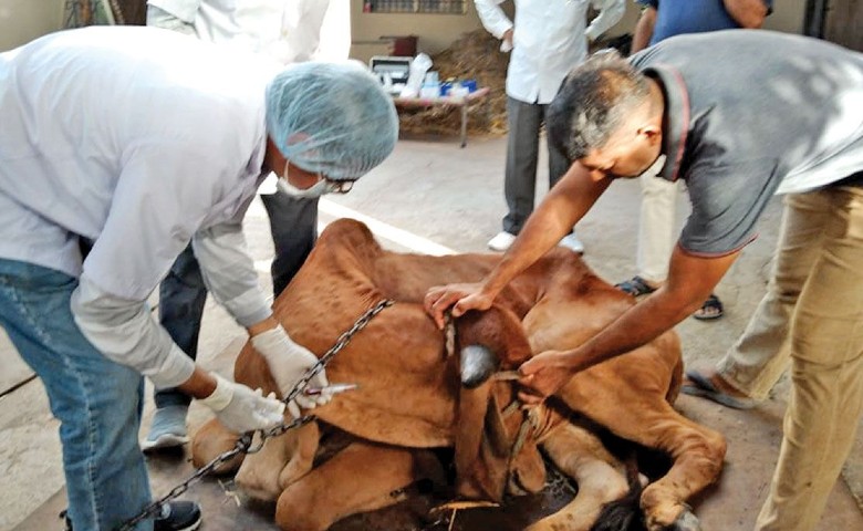 rajkot lampi virus