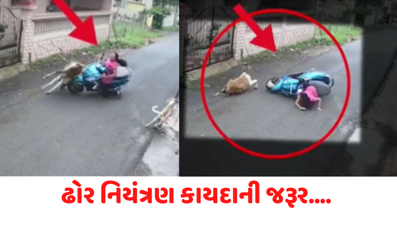 Navsari Accident Hum dekhenge