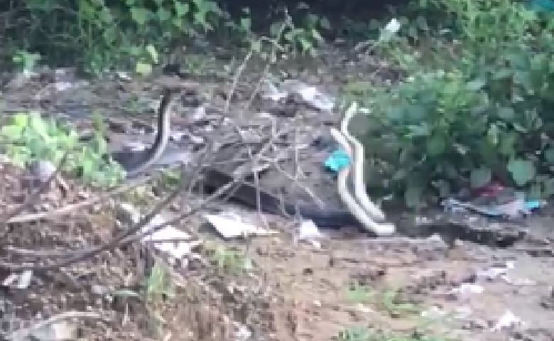 vadodara snake sex video