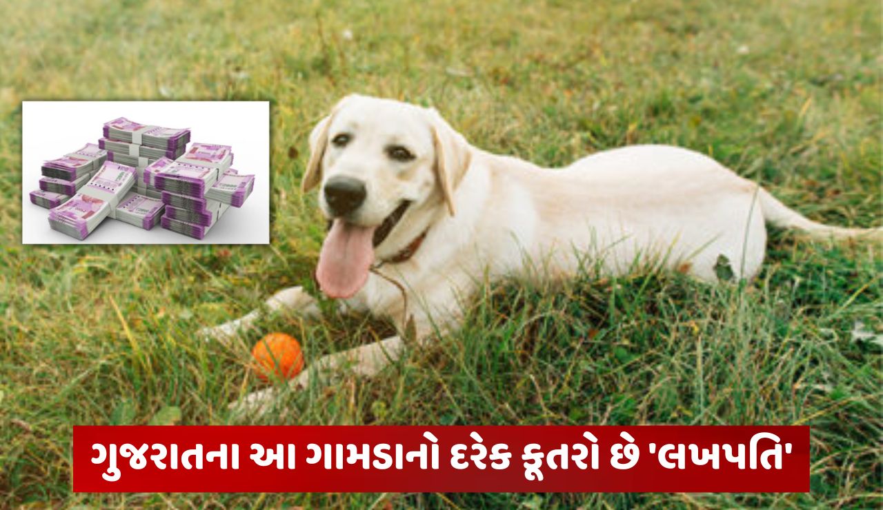 every dog is a millionaire