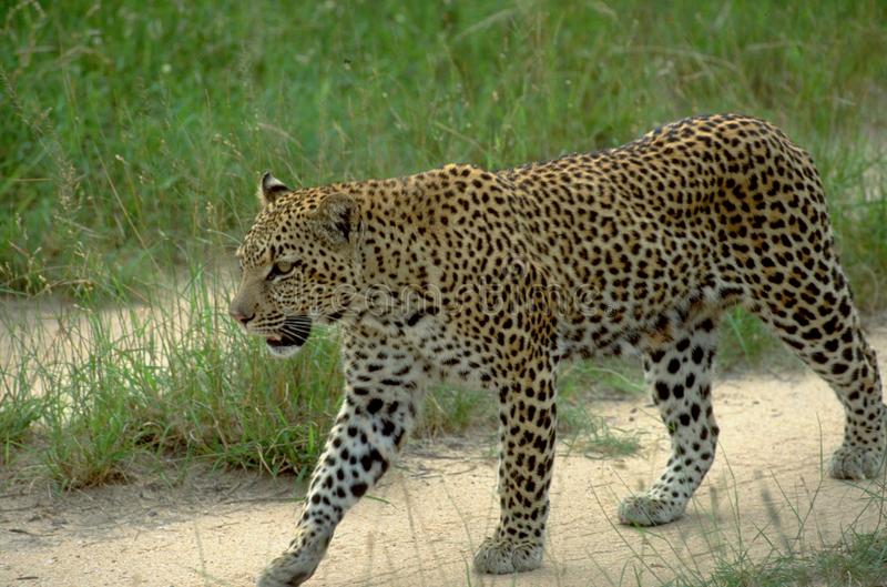 Leopards