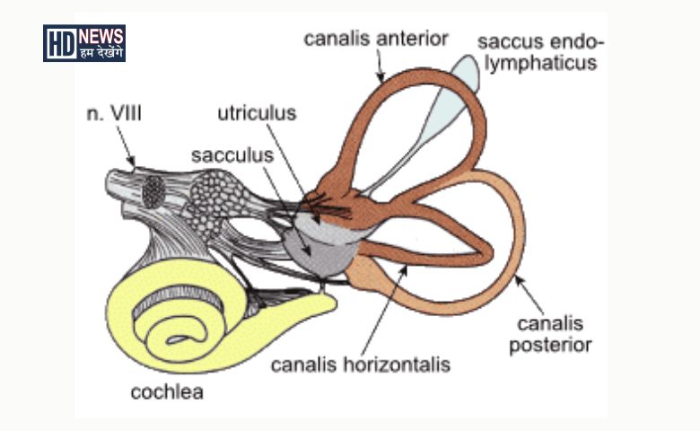 vestibular hypofunction - Hum Dekhenge News 