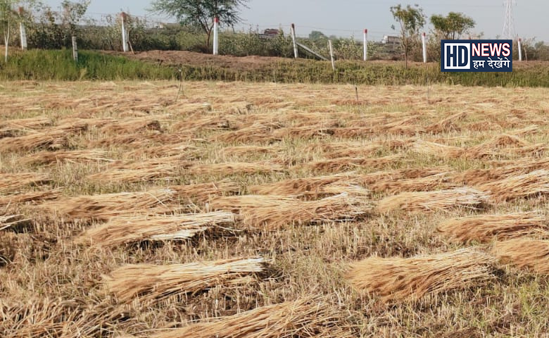 કમોસમી વરસાદ-humdekhengenews