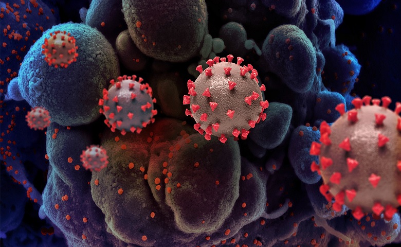 corona virus
