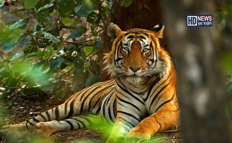 World Tiger Day: વાધની સંખ્યામાં ભારત અન્ય દેશો કરતા ટોચ પર hum dekhenge news