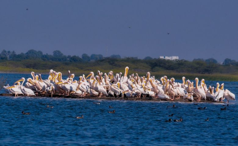 જામનગર ખીજડિયા પક્ષી અભયારણ્ય-humdekhengenews