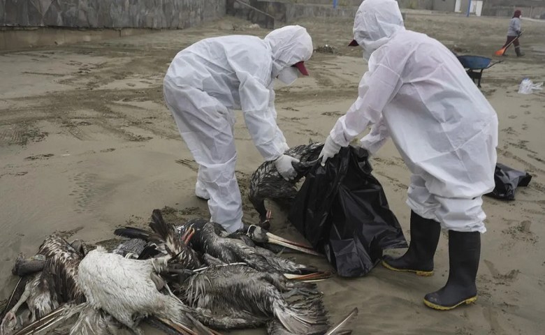 H5N1