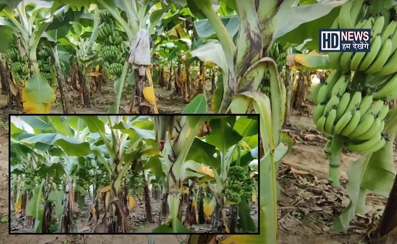 banana-HDNEWS