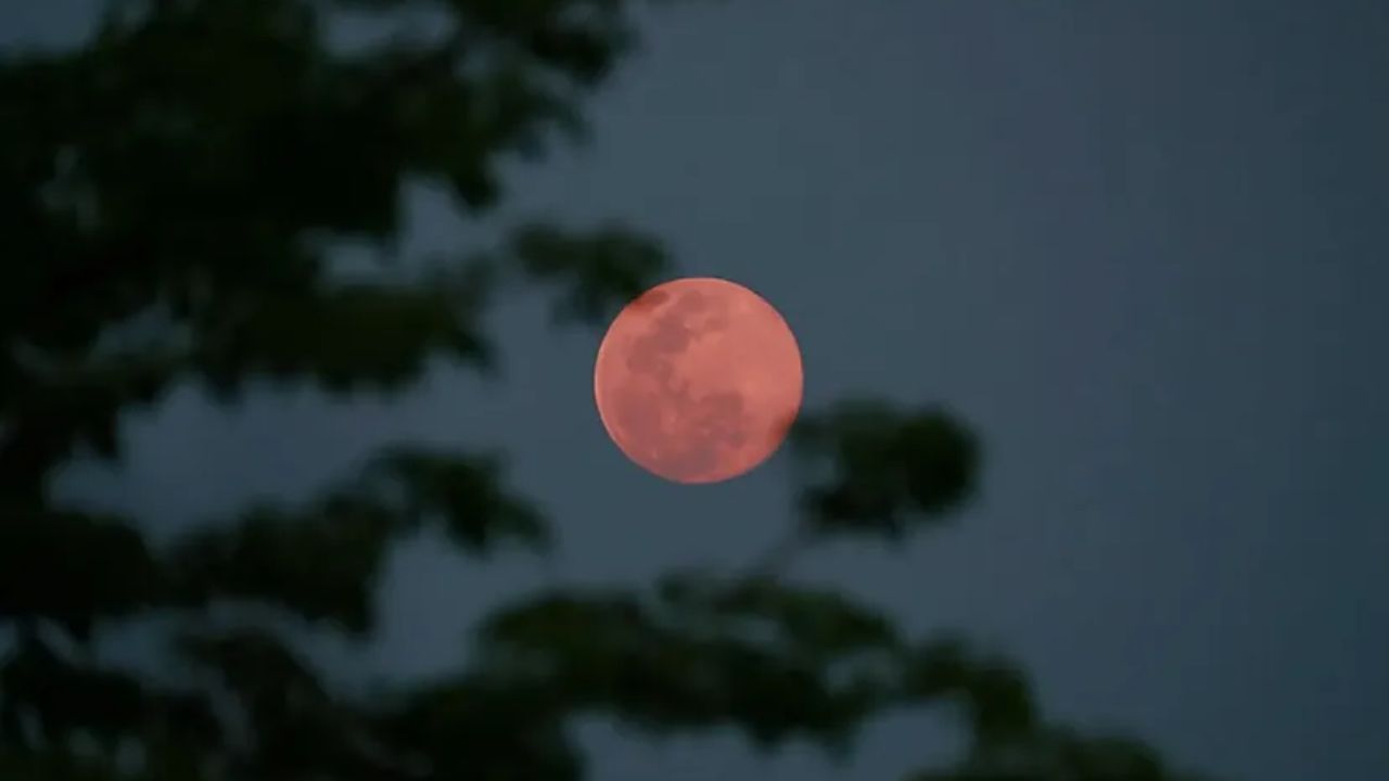 pink moon