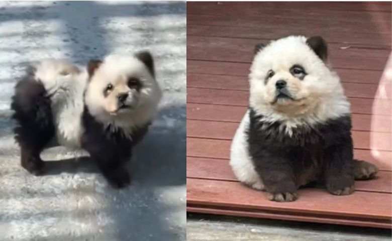 panda dog