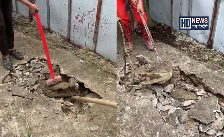 crocodile video-HDNEWS