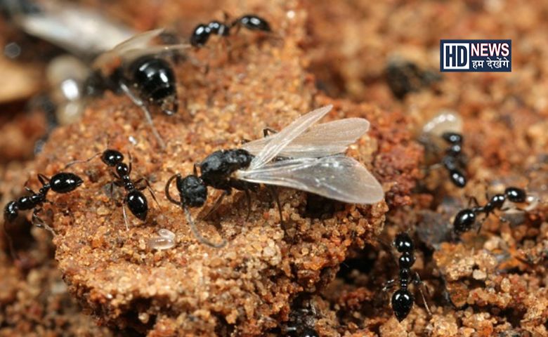 ants fly