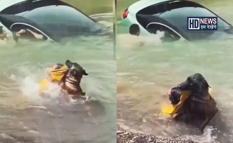 dog saves life of a man-HDNEWS