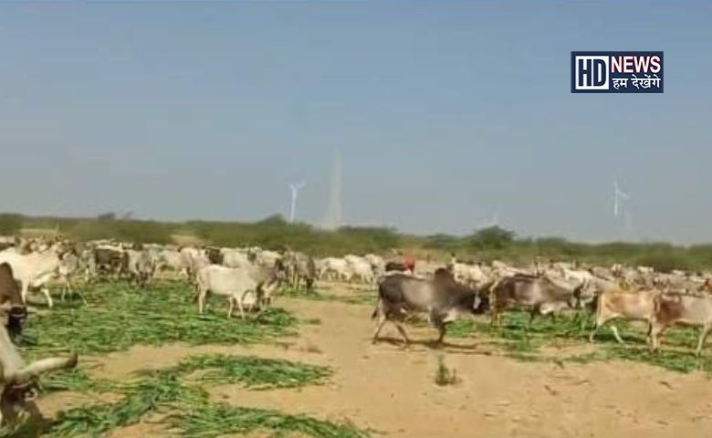 કચ્છમાં પશુધનને ઘાસચારો - HDNews