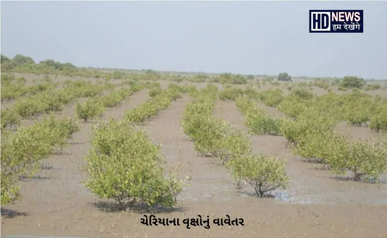ચેરિયા-HDNEWS