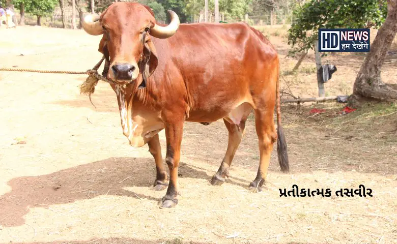 ગૌવંશ હત્યા - HDNews