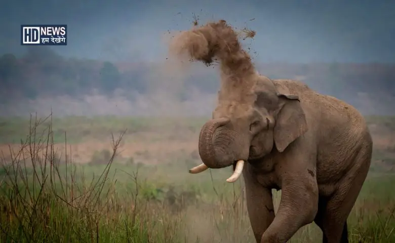 Elephant-HDNEWS
