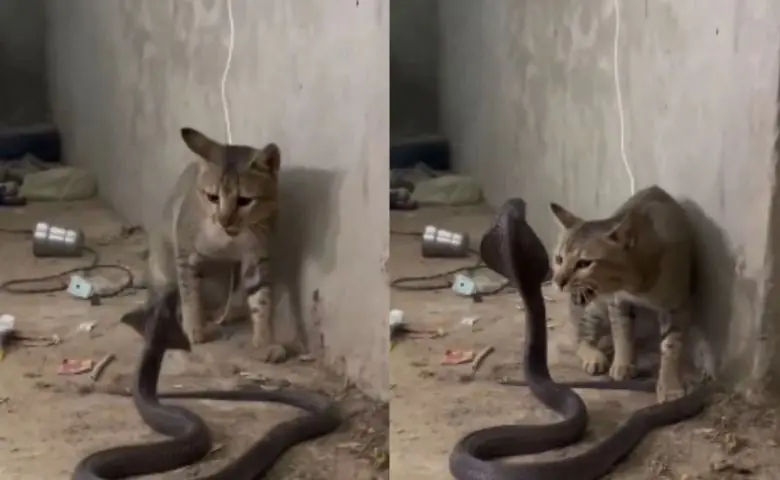 ViralVideo, CatVsSnake, Cobra, FunnyVideo, Trending, AnimalFight, CatLovers, Snake, SocialMedia, Wildlife, CatPower, InternetViral