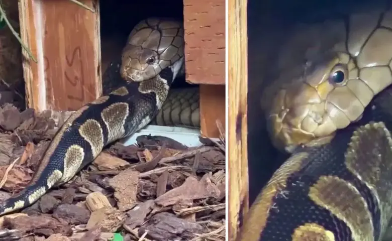 Viral Video: King Cobra's terrifying hunt, swallowing python like 'noodles'!