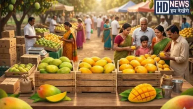 Gondal Mango Market, Gondal kesar mengo price