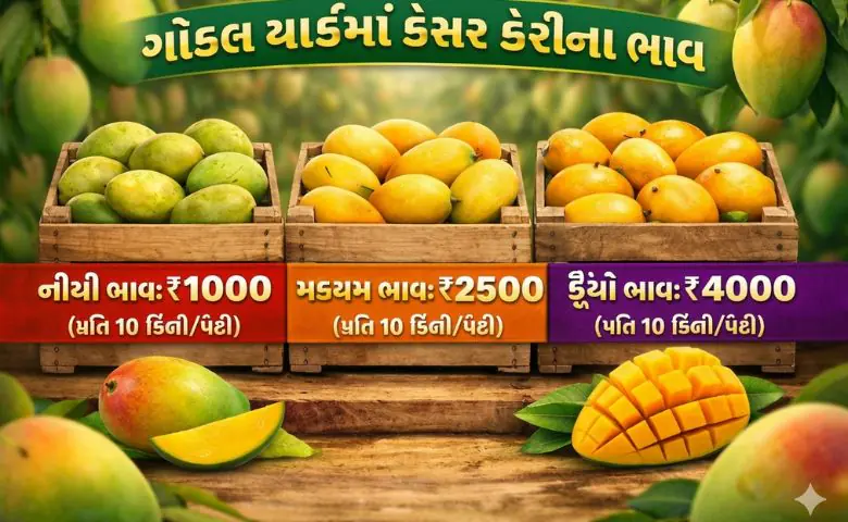 Mango Price in Gondal Market Yard, ગોંડલ યાર્ડમાં કેસર કેરીનો ભાવ