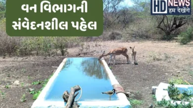 Jamnagar Forest Department has created 23 artificial water points For animals