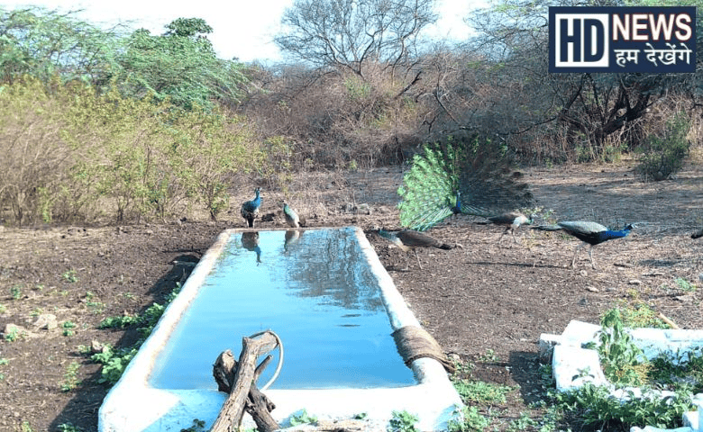 Jamnagar Forest Department has created 23 artificial water points For animals