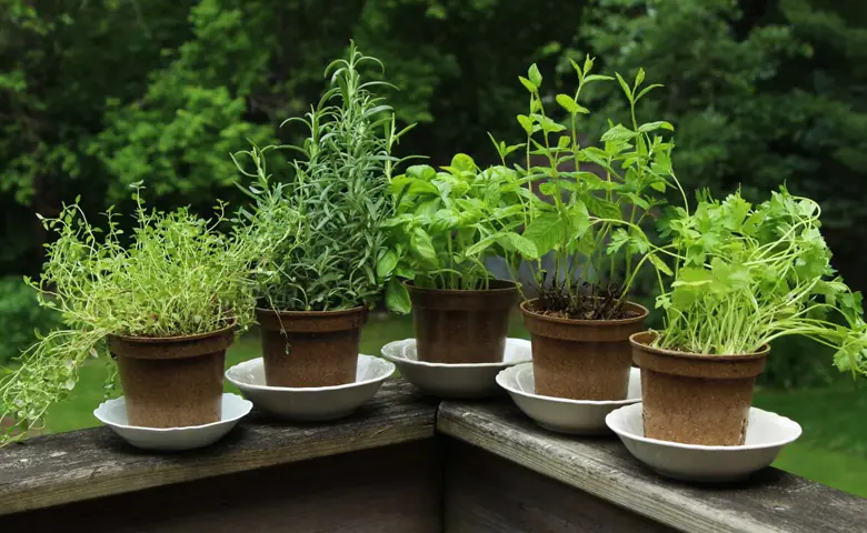 Cooling Effect Herbs