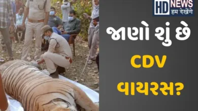 Kanha Tiger Reserve Tiger Death Mystery Solved: Tigress and 4 Cubs Killed by Canine Distemper Virus
