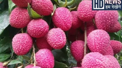 This country is the largest stronghold of litchi, growing more than 2.5 million metric tons of litchi every year, hum dekhenge news