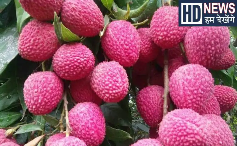 This country is the largest stronghold of litchi, growing more than 2.5 million metric tons of litchi every year, hum dekhenge news
