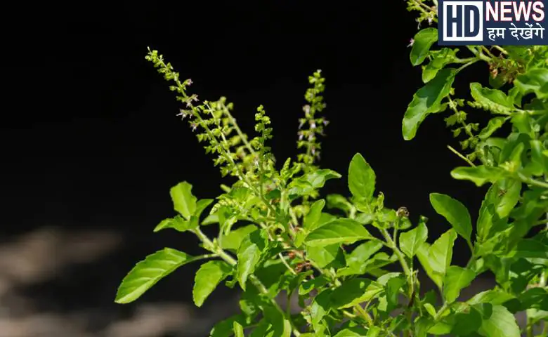 Tulsi Puja Benefits: Tulsi plant in the house is considered auspicious, there is a secret hidden in the scriptures, hum dekhenge news