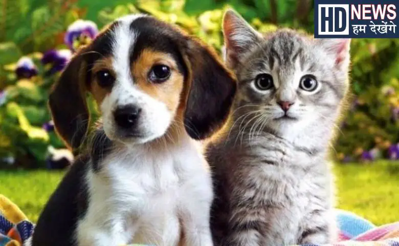 Now it will be easier to understand the language of cats and dogs! AI collar technology creates a stir, hum dekhenge news
