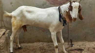 West Bengal: Suvendu government issues strict guidelines before Bakri Eid, bans public slaughterhouses, hum dekhenge news