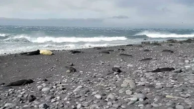 H5N1 bird flu risk increases worldwide: 13,000 elephant seal pups killed on Australian island, hum dekhenge news