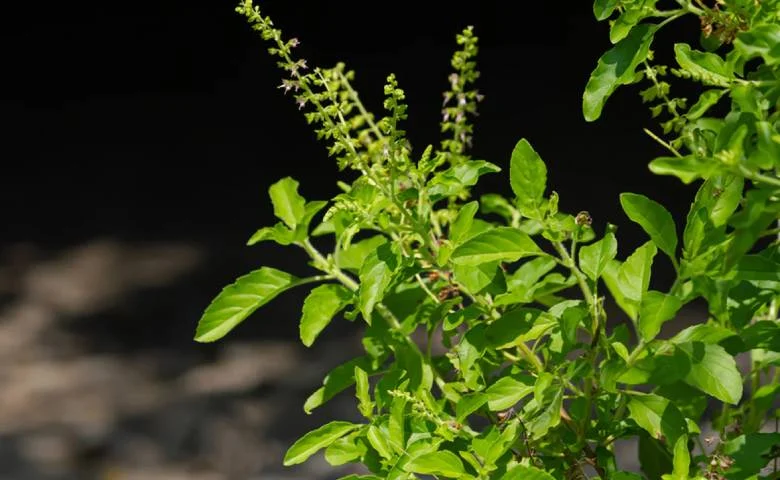 Planting Tulsi during the month of Shravan dispels negativity! Learn how to plant it, hum dekhenge news
