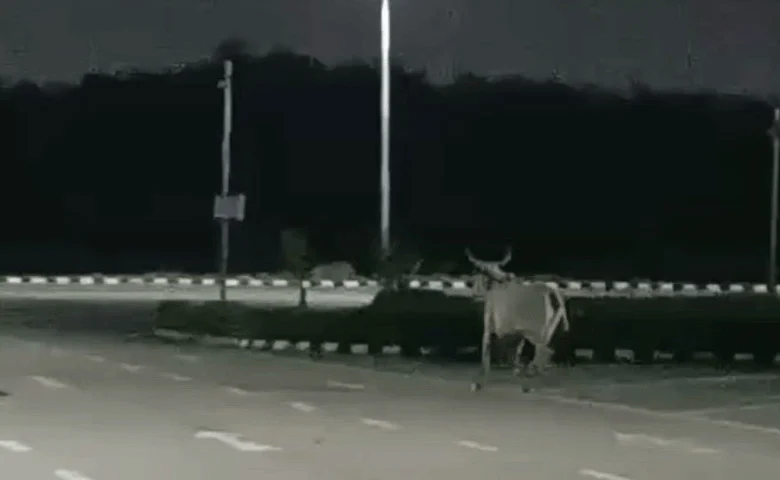 Surat International Airport stray cow