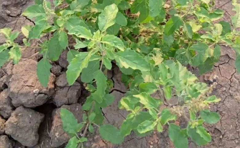 Growing a Tulsi plant at home is considered an auspicious sign; it brings happiness and prosperity to the household, hum dekhenge news