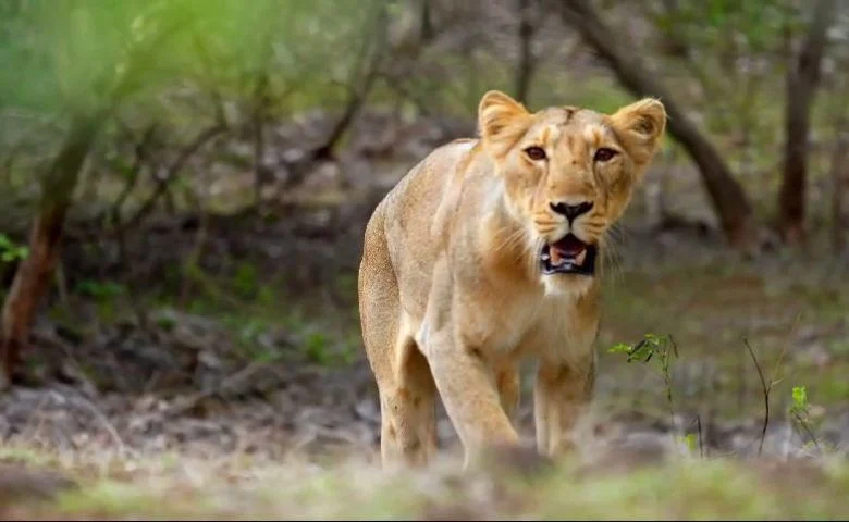 lion