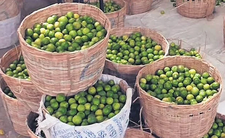 Surat Lemon Price Hike