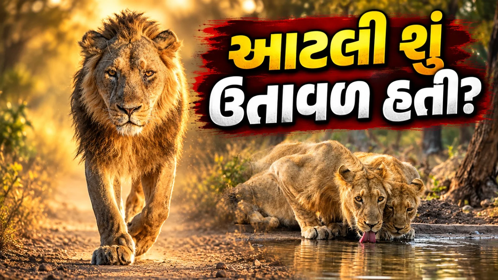 Gir Safari 2026