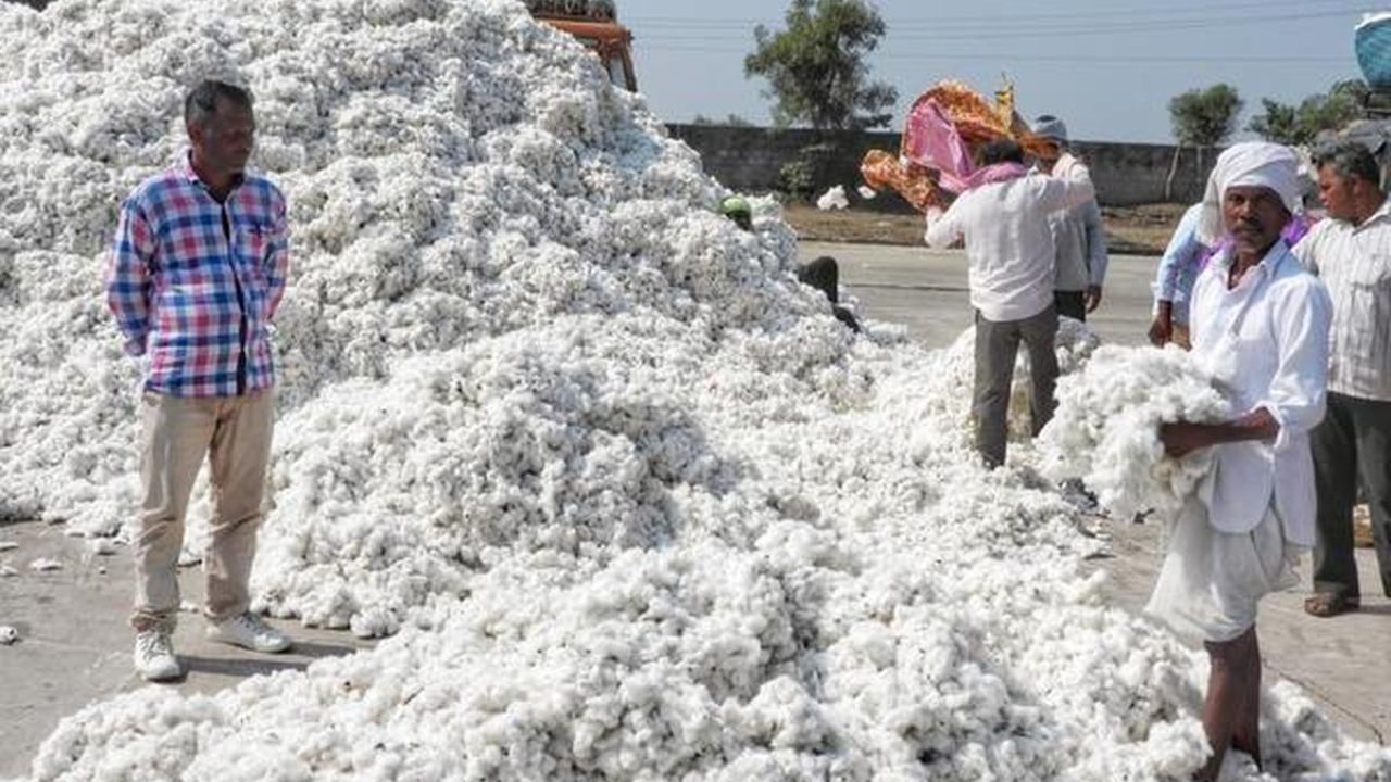 Cotton prices cross ₹2,000 at Talaja Yard; farmers delighted.