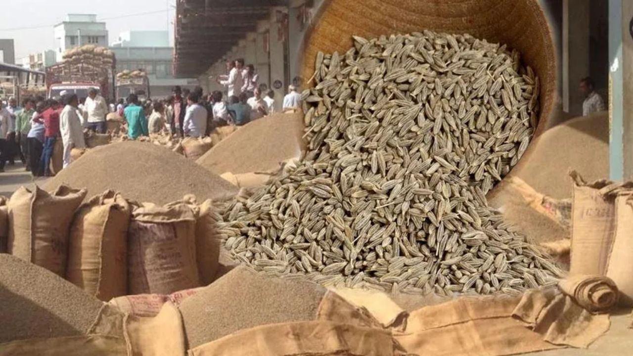 Signs of a bullish trend in the cumin market; farmers' hopes revived.