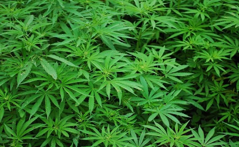 Vadodara Foreign woman caught with 2.27 kg drugs