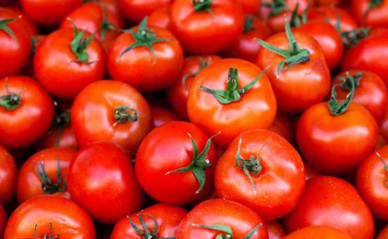 Tomato prices drop drastically