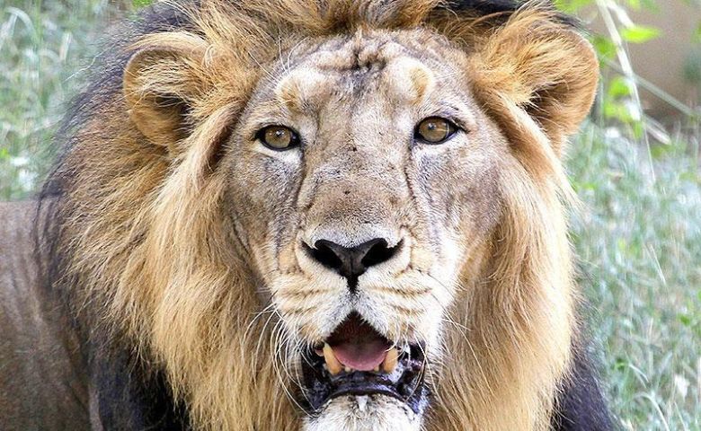 lion